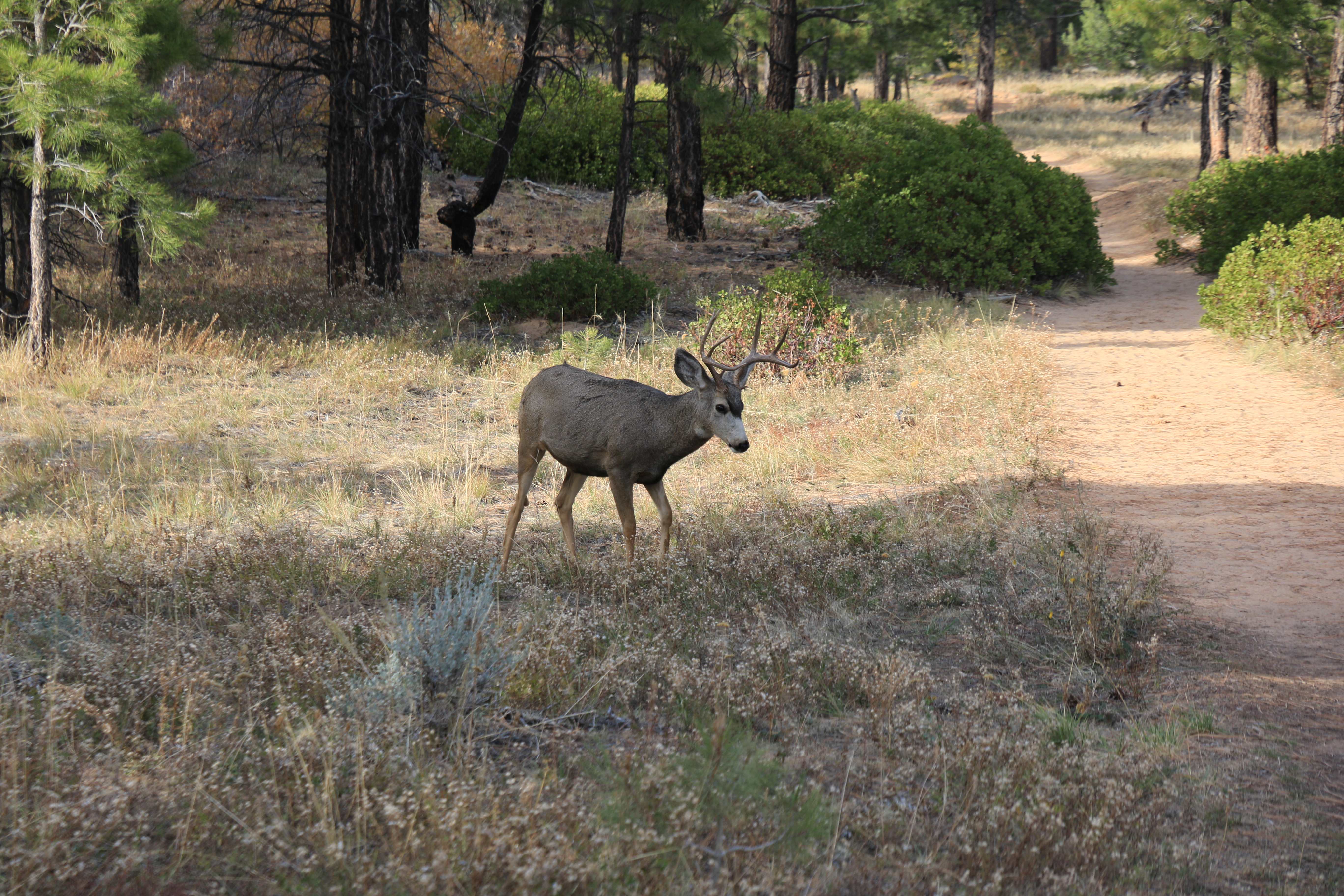 Zion NP